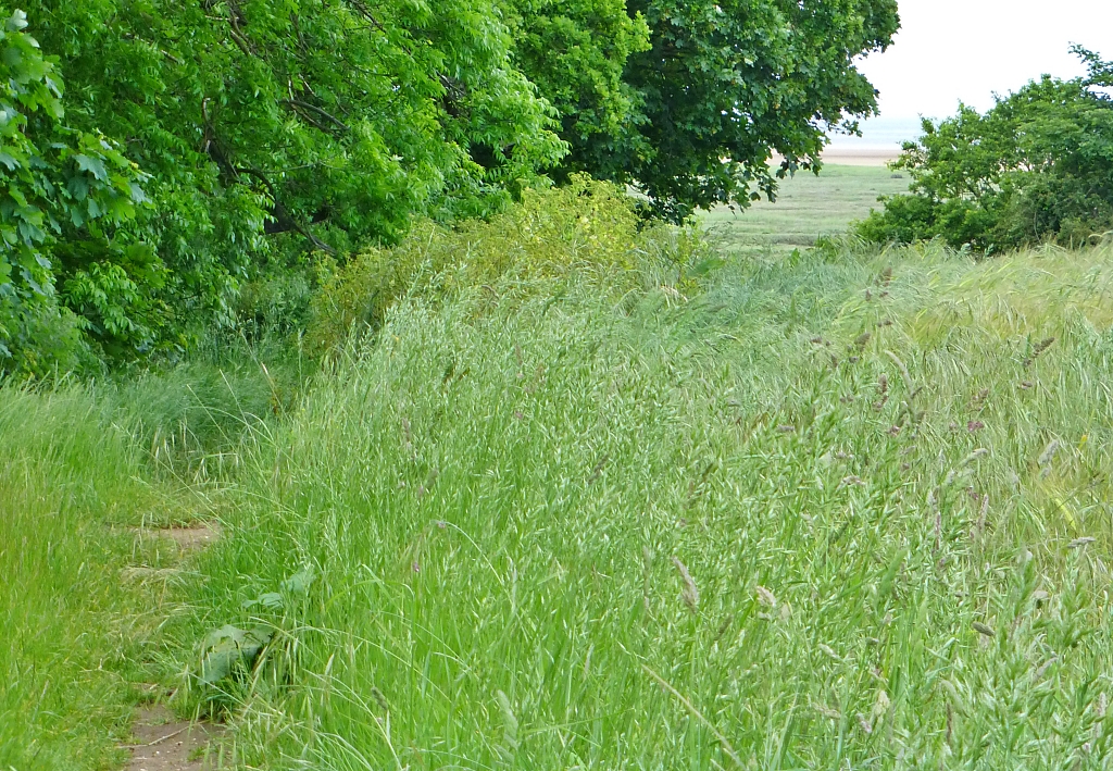 The Footpath Back to Stiffkey After Leaving the Norfolk Coast Path