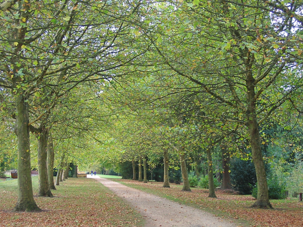 Tree Avenue in Stowe Gardens