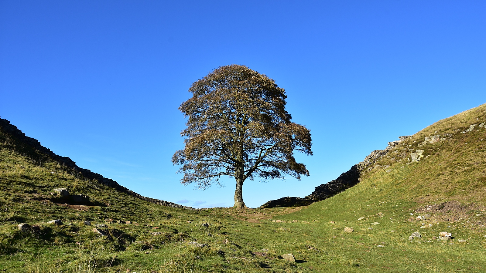 Sycamore Gap