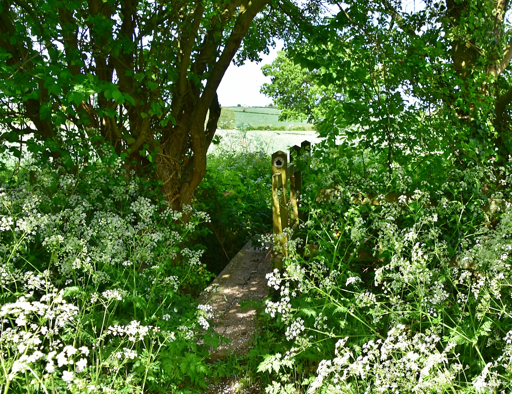 Wooden Bridge Crossing a Small Stream