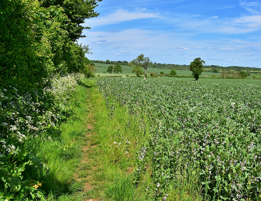 The Footpath Away from Wappenham © essentially england.com