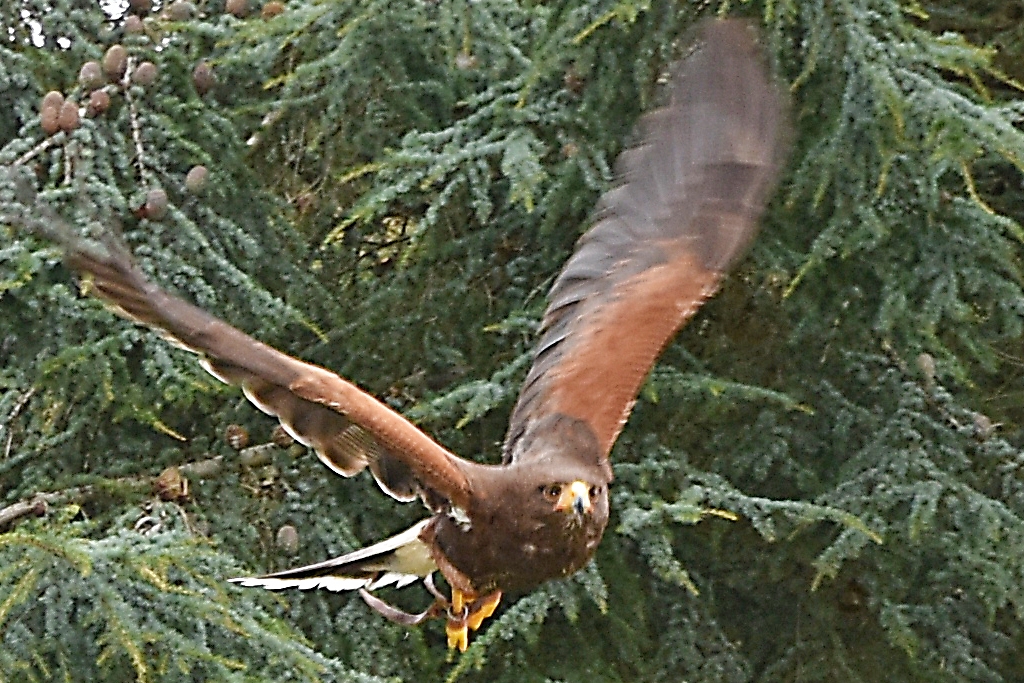 Action From The Birds of Prey Display at Warwick Castle © essentially-england.com
