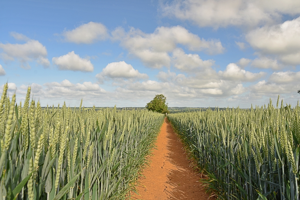Field Walking Away from Cropredy © essentially-england.com