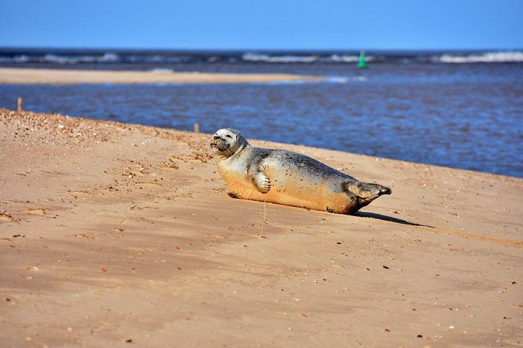 A Seal Basking on Wells Beach
