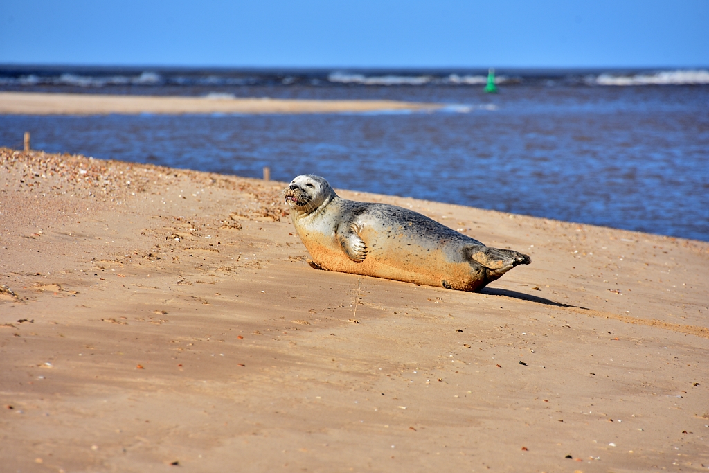 A Seal Basking on Wells Beach © essentially-england.com