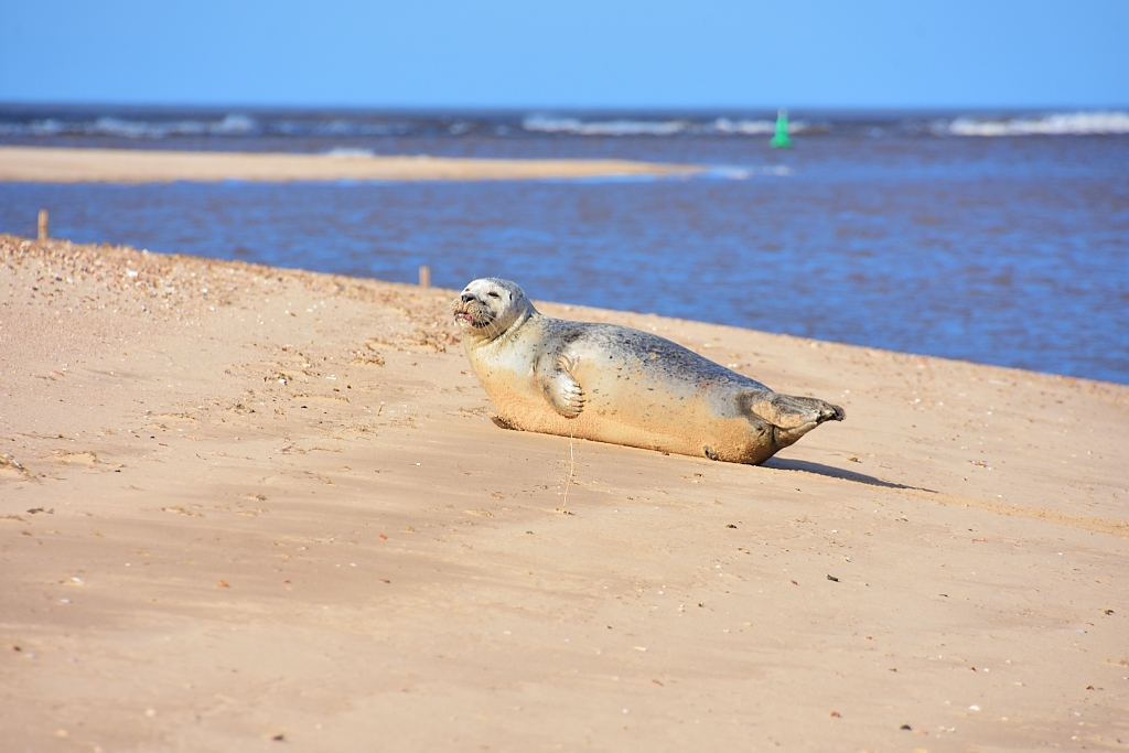 Seal Basking in the Sunshine on Wells