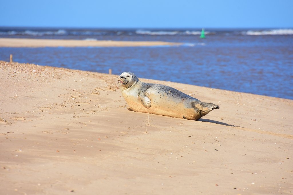 Seal Basking in the Sunshine on Wells © essentially-england.com