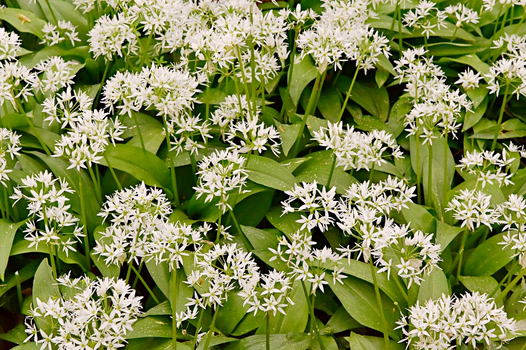Flowering Wild Garlic © essentially-england.com