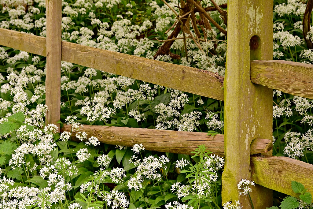 Woodland Wild Garlic © essentially-england.com