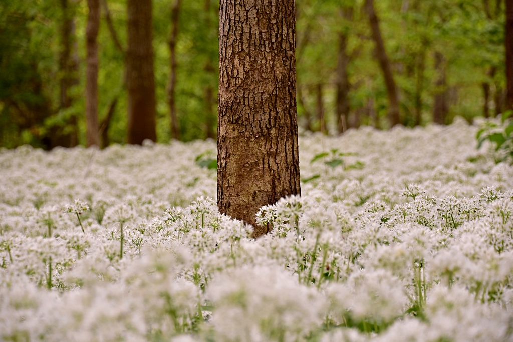 Wild Garlic Carpet in Northamptonshire Woodland © essentially-england.com